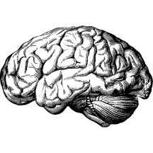 Antique Illustration of the brain.